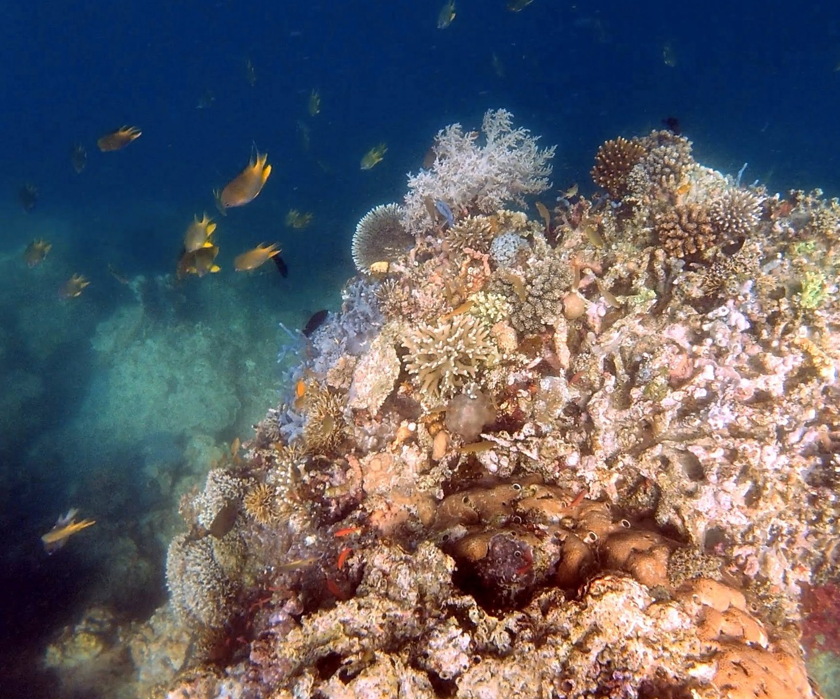Coral reef